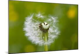 Blowball, Detail-Brigitte Protzel-Mounted Photographic Print