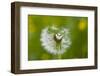 Blowball, Detail-Brigitte Protzel-Framed Photographic Print