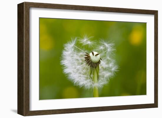 Blowball, Detail-Brigitte Protzel-Framed Photographic Print