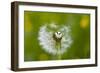 Blowball, Detail-Brigitte Protzel-Framed Photographic Print