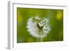 Blowball, Detail-Brigitte Protzel-Framed Photographic Print