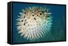 Blowfish or Diodon Holocanthus Underwater in Ocean-ftlaudgirl-Framed Stretched Canvas