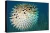 Blowfish or Diodon Holocanthus Underwater in Ocean-ftlaudgirl-Stretched Canvas