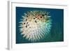 Blowfish or Diodon Holocanthus Underwater in Ocean-ftlaudgirl-Framed Photographic Print