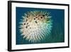 Blowfish or Diodon Holocanthus Underwater in Ocean-ftlaudgirl-Framed Photographic Print