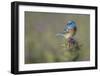 Blowin' In The Wind-Greg Barsh-Framed Giclee Print