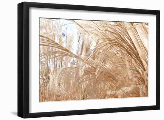 Blowing Grass I-Dana Styber-Framed Photographic Print