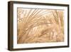 Blowing Grass II-Dana Styber-Framed Photographic Print