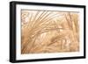 Blowing Grass II-Dana Styber-Framed Photographic Print