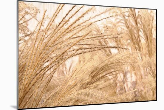 Blowing Grass II-Dana Styber-Mounted Photographic Print