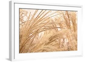 Blowing Grass II-Dana Styber-Framed Photographic Print