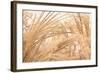 Blowing Grass II-Dana Styber-Framed Photographic Print