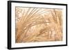 Blowing Grass II-Dana Styber-Framed Photographic Print