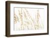 Blowing in the Wind II-Elizabeth Urquhart-Framed Photographic Print