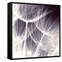 Blown Away-Anna Polanski-Framed Stretched Canvas