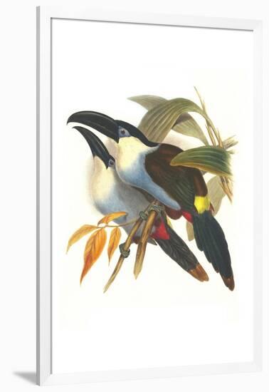 Blsck Billed Mountain Toucan-John Gould-Framed Art Print