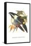 Blsck Billed Mountain Toucan-John Gould-Framed Stretched Canvas