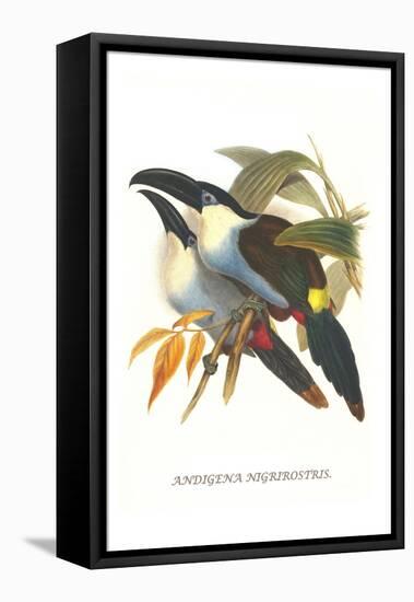 Blsck Billed Mountain Toucan-John Gould-Framed Stretched Canvas
