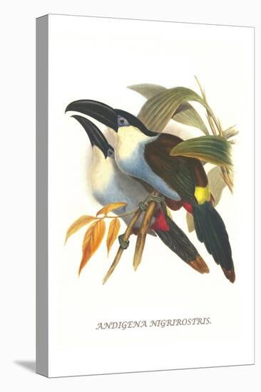 Blsck Billed Mountain Toucan-John Gould-Stretched Canvas