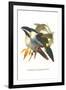 Blsck Billed Mountain Toucan-John Gould-Framed Art Print