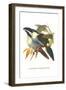 Blsck Billed Mountain Toucan-John Gould-Framed Art Print