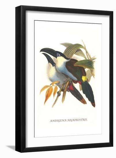 Blsck Billed Mountain Toucan-John Gould-Framed Art Print