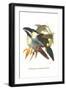 Blsck Billed Mountain Toucan-John Gould-Framed Art Print