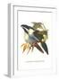 Blsck Billed Mountain Toucan-John Gould-Framed Art Print