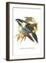 Blsck Billed Mountain Toucan-John Gould-Framed Art Print