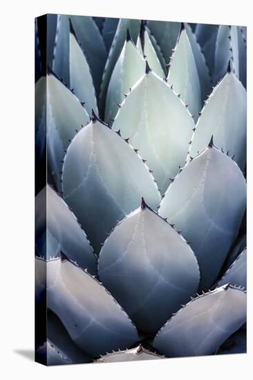 Blue Agave Side-Shot by Clint-Stretched Canvas