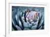 Blue Aloe-Dennis Frates-Framed Giclee Print