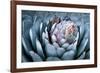 Blue Aloe-Dennis Frates-Framed Giclee Print