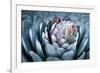 Blue Aloe-Dennis Frates-Framed Giclee Print