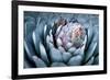 Blue Aloe-Dennis Frates-Framed Giclee Print