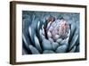 Blue Aloe-Dennis Frates-Framed Giclee Print