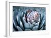 Blue Aloe-Dennis Frates-Framed Giclee Print