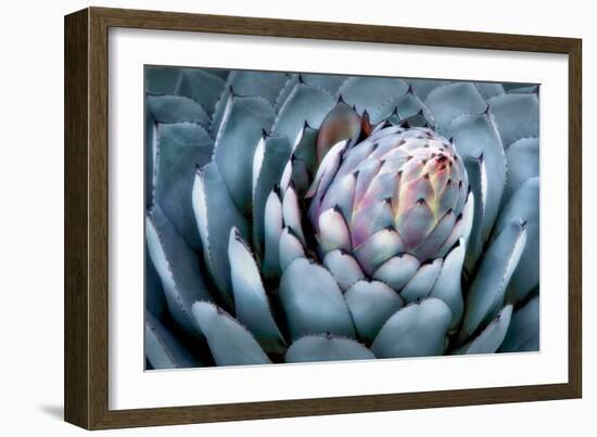 Blue Aloe-Dennis Frates-Framed Art Print