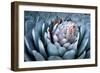 Blue Aloe-Dennis Frates-Framed Art Print