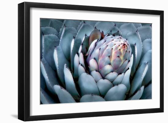 Blue Aloe-Dennis Frates-Framed Art Print