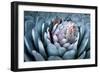 Blue Aloe-Dennis Frates-Framed Art Print