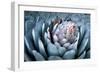 Blue Aloe-Dennis Frates-Framed Art Print