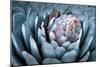 Blue Aloe-Dennis Frates-Mounted Art Print