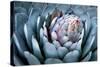 Blue Aloe-Dennis Frates-Stretched Canvas