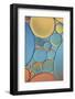 Blue and Apricot Drops-Cora Niele-Framed Photographic Print