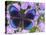 Blue and Black Butterfly on Lavender Flowers, Sammamish, Washington, USA-Darrell Gulin-Stretched Canvas