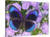 Blue and Black Butterfly on Lavender Flowers, Sammamish, Washington, USA-Darrell Gulin-Stretched Canvas