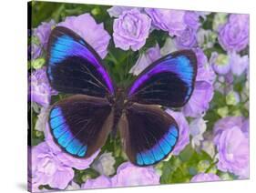 Blue and Black Butterfly on Lavender Flowers, Sammamish, Washington, USA-Darrell Gulin-Stretched Canvas