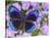 Blue and Black Butterfly on Lavender Flowers, Sammamish, Washington, USA-Darrell Gulin-Stretched Canvas