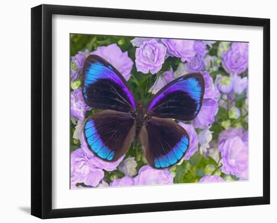 Blue and Black Butterfly on Lavender Flowers, Sammamish, Washington, USA-Darrell Gulin-Framed Premium Photographic Print