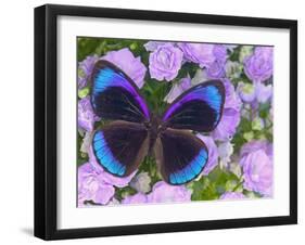 Blue and Black Butterfly on Lavender Flowers, Sammamish, Washington, USA-Darrell Gulin-Framed Premium Photographic Print
